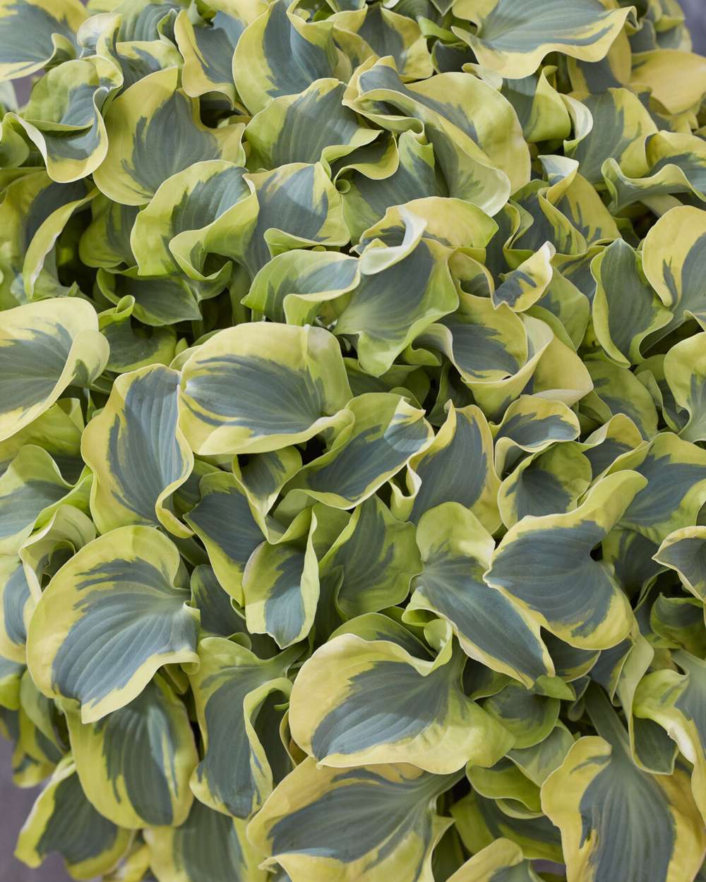 Hosta 'Mini Skirt'